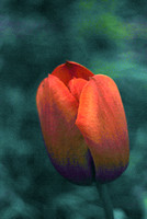 Stylized Tulip