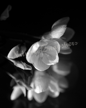Spring Beauties in Monochrome