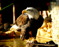 Eagle as Predator