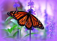 Butterfly in Fairyland