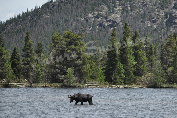 Moose at Sprague Lake