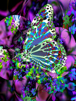 Purple Butterfly Fantasy