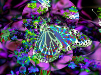 Butterfly Imagination