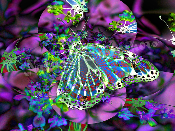 Butterfly Imagination