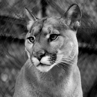Mountain Lion in Black and White