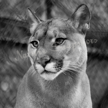 Mountain Lion in Black and White