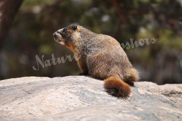 Mr. Marmot
