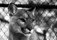 Cougar Monochrome