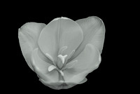 Tulip in Monochrome